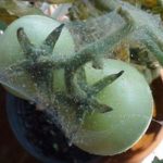 Αράχνη αράχνης