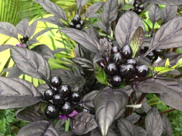 Черна перлена пипер