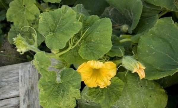 Vielzahl Batternat im Freiland