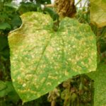 Die wichtigsten Krankheiten der Gurken