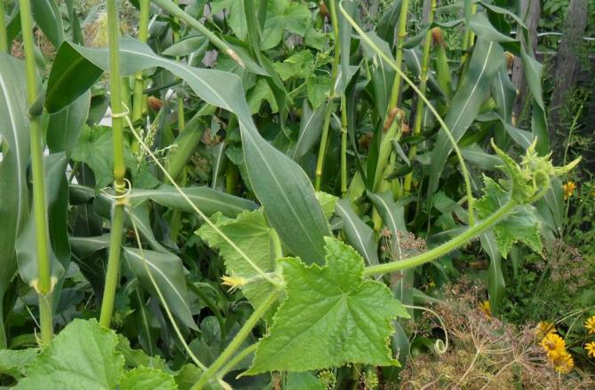 Scourge cucumbers cling to corn
