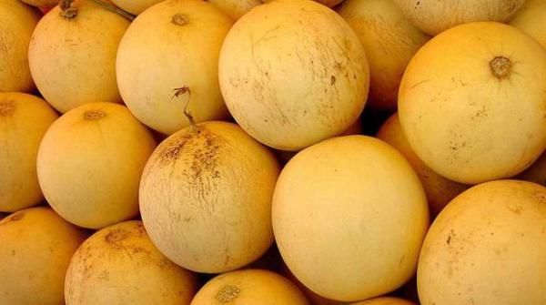 Fruttifica i coltivatori collettivi