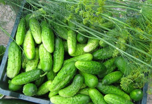 Плодове краставица сорт конкурент