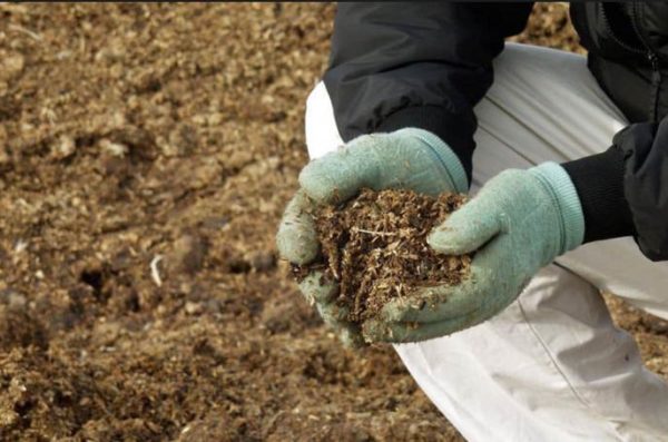 Nutrire i meloni nel terreno