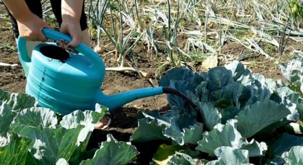  Fertilizer fertilizer