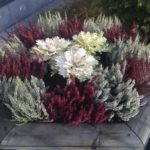 Цветно легло със зеле и други билки