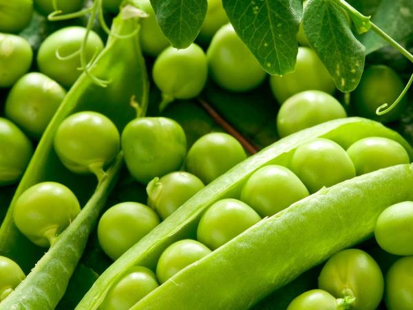  The benefits of green peas