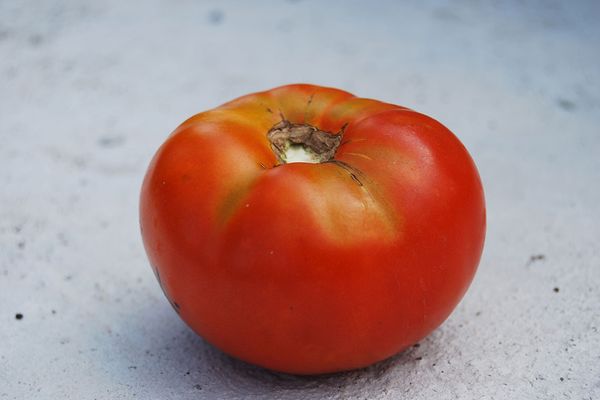 Les graines de nain mongol ne peuvent pas être achetées dans le magasin