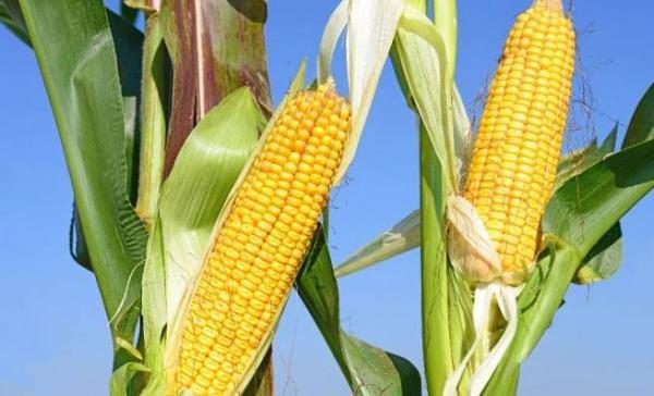 It's time to harvest