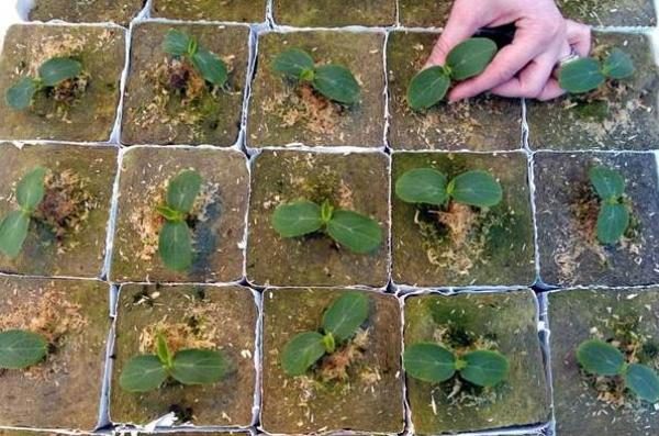 Φύτευση δενδρυλλίων