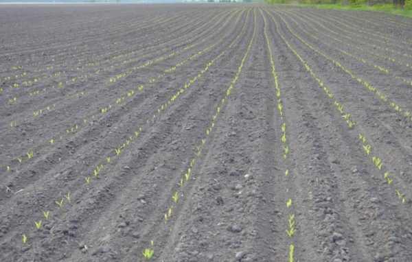 المحاصيل المعالجة بمبيدات الأعشاب