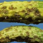 Cladosporiosis belirtileri