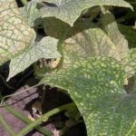 Yengeç salatalık gallik nematod belirtileri