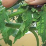Signs of tobacco mosaic on tomatoes