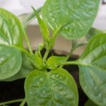 Знаци на листни въшки