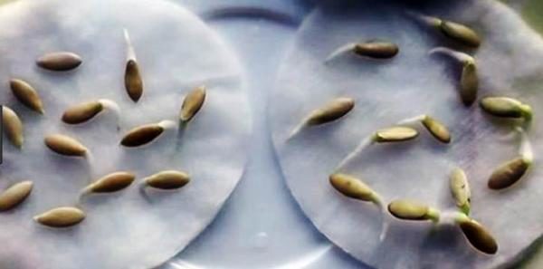 Sprouted Cucumber Seeds
