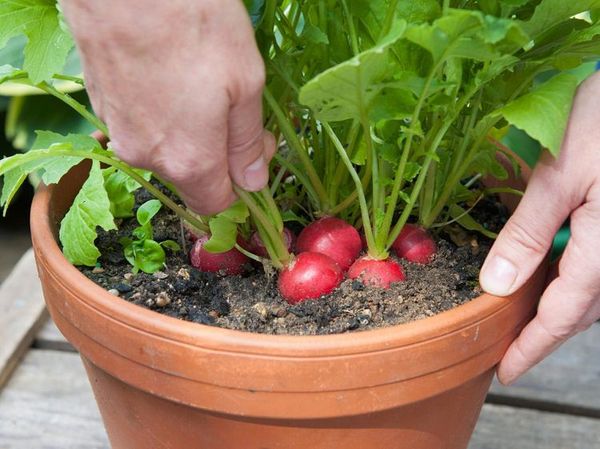  Growing radish on the windowsill