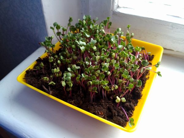 Radish does not like heat, the temperature should not exceed 15 degrees