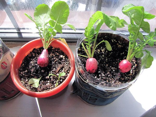 Garden radish should be warm and lit.