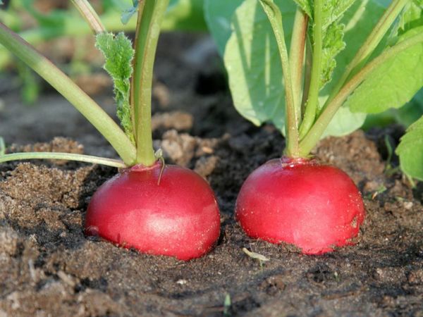 For the cultivation of radish home suitable soil from the garden or garden