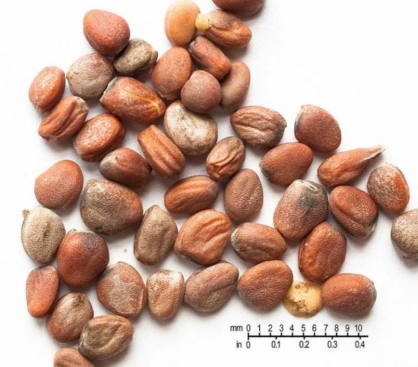 Radish seeds should be uniform brown
