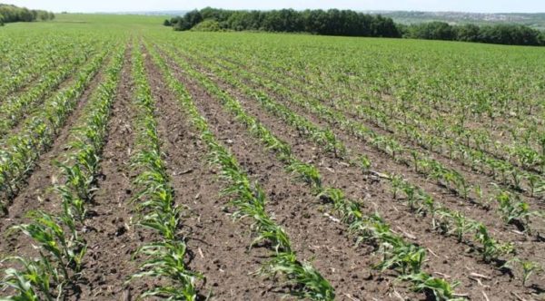 المحاصيل المعالجة بمبيدات الأعشاب