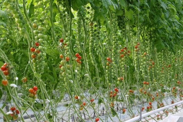 La tomate Rapunzel est idéale pour la culture en serre