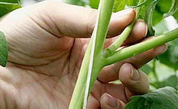 Se balancer dans des directions opposées