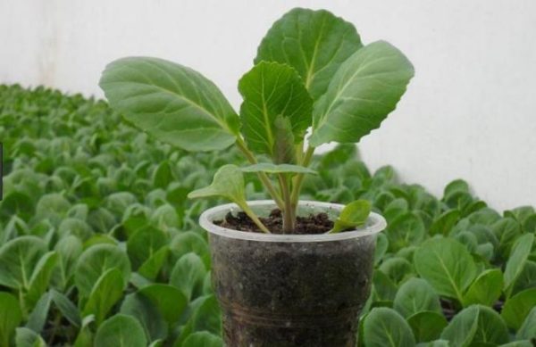 Growing white cabbage seedlings