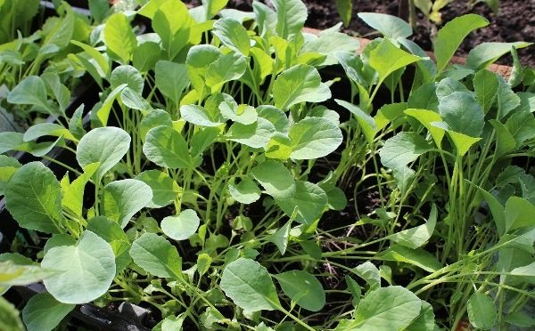 Seedlings of cabbage Romanesco