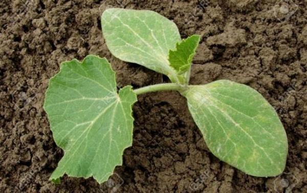 Butternat Kürbissämlinge