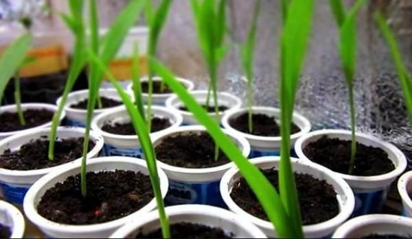 In a greenhouse or greenhouse