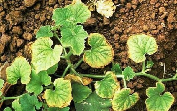 La maladie fongique se développe