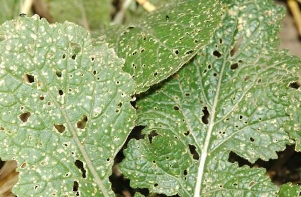 Rabanete, atingido por pulgas