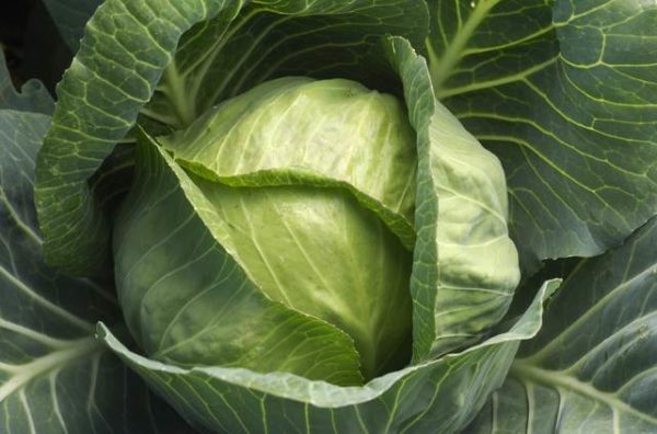 Tête blanche de luxe