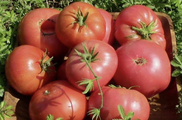 Το Tomato Pink Giant είναι καλά αποθηκευμένο και ανθεκτικό σε μεγάλες αποστολές