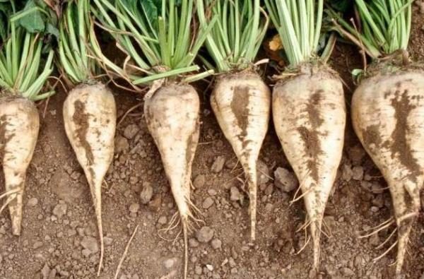 Захарно цвекло