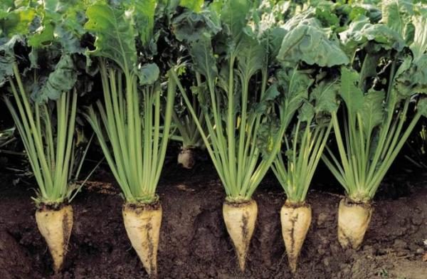 Захарно цвекло седи в почвата много по-дълбоко.