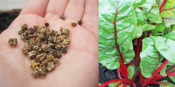 Chard tohumları