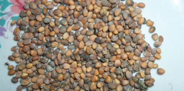 Sementes de rabanete