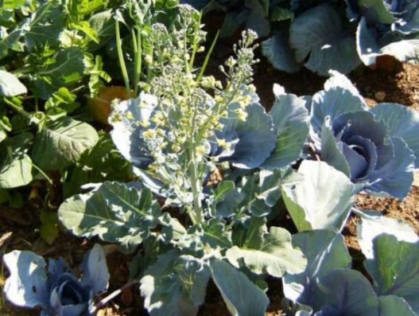 Cabbage Seed Plant