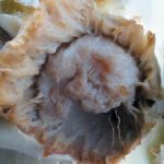 Лигавична бактериоза