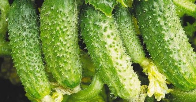  الخيار متنوعة المنافس