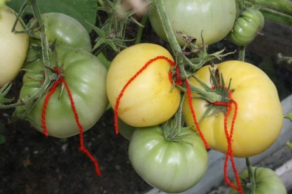 Les jarretières ne sont nécessaires que dans le cas d’une variété de tomates