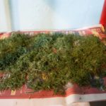 Dill auf natürliche Weise trocknen