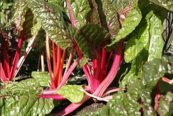 Pancar pazı derecesi Volkan