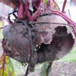 Beterraba atingiu Medvedkoy