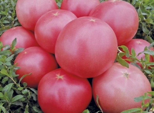  Pomodoro Cespuglio Rosa