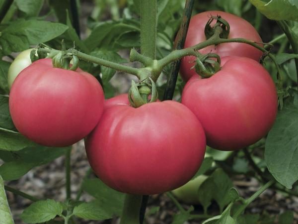 Catégorie de tomate rose Torbay f1