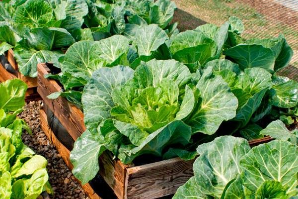 Το τρίτο λάχανο